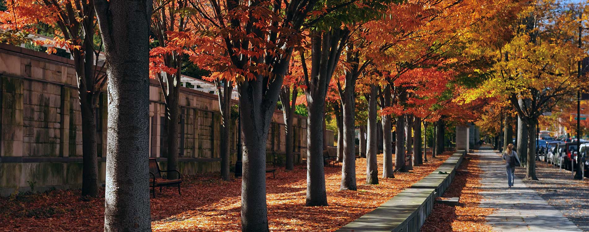 Fall leaves on trees looking down a sidewalk